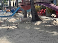 BIRDS!! So fun to watch.