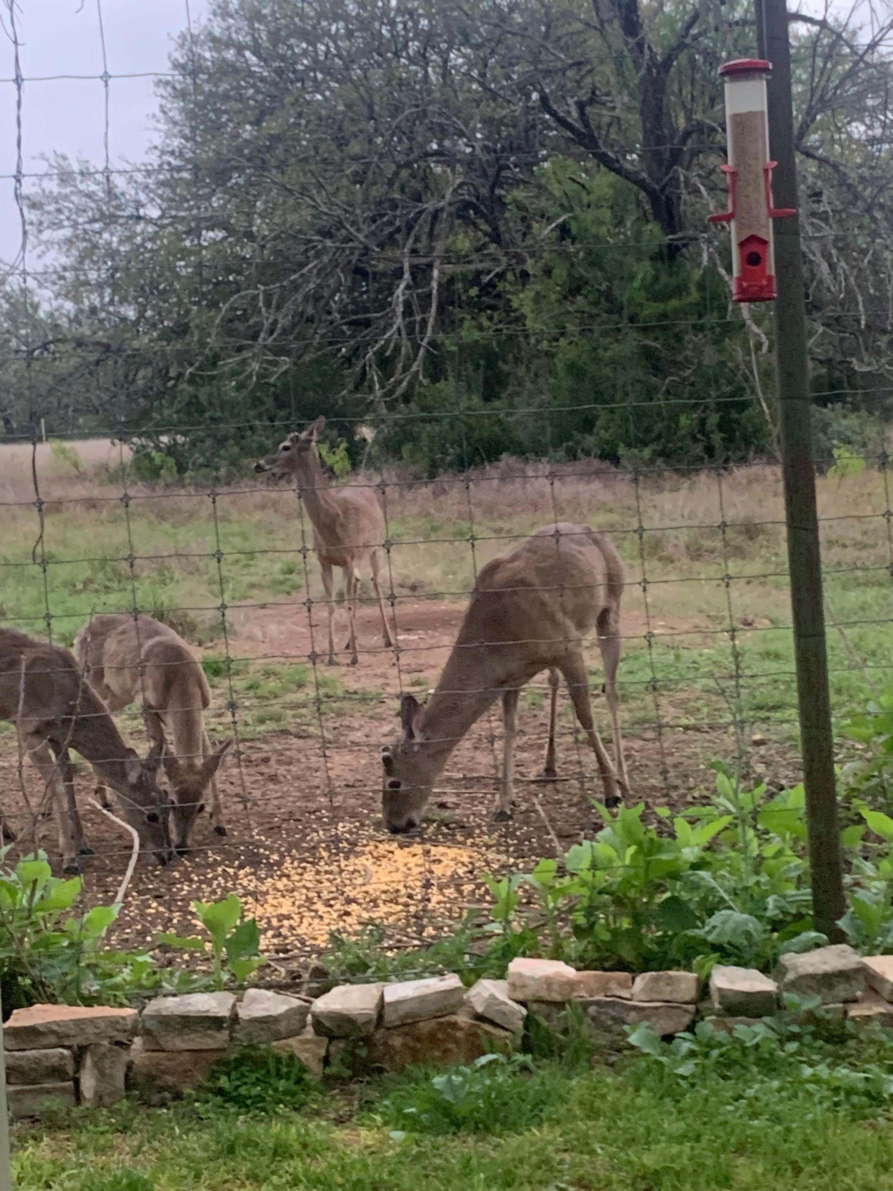 The deer come in ar dawn and dusk to enjoy corn that’s provided by the hosts. Peaceful entertainment! 