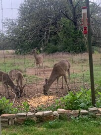 The deer come in ar dawn and dusk to enjoy corn that’s provided by the hosts. Peaceful entertainment!