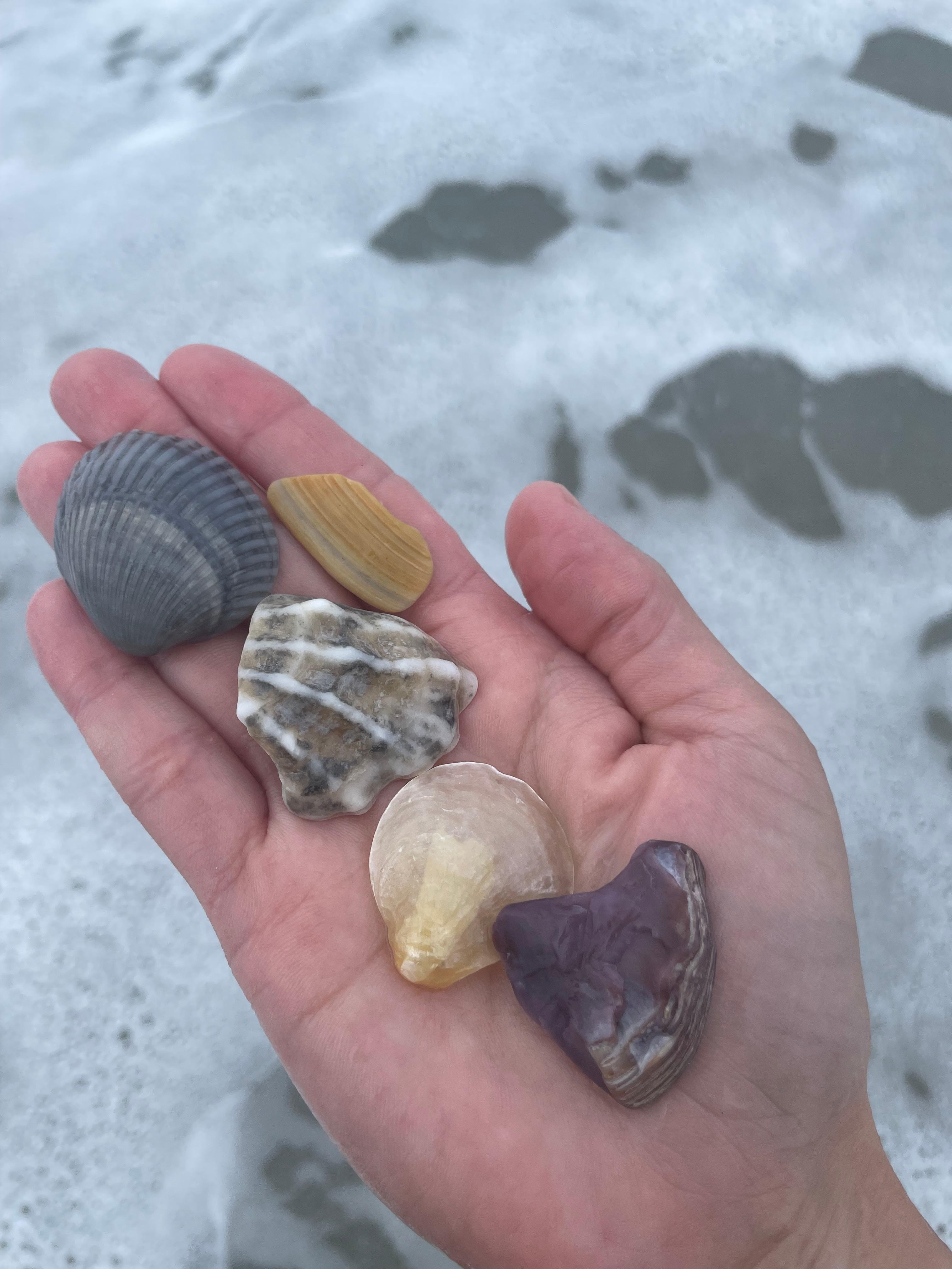 Beautiful shells at the beach!