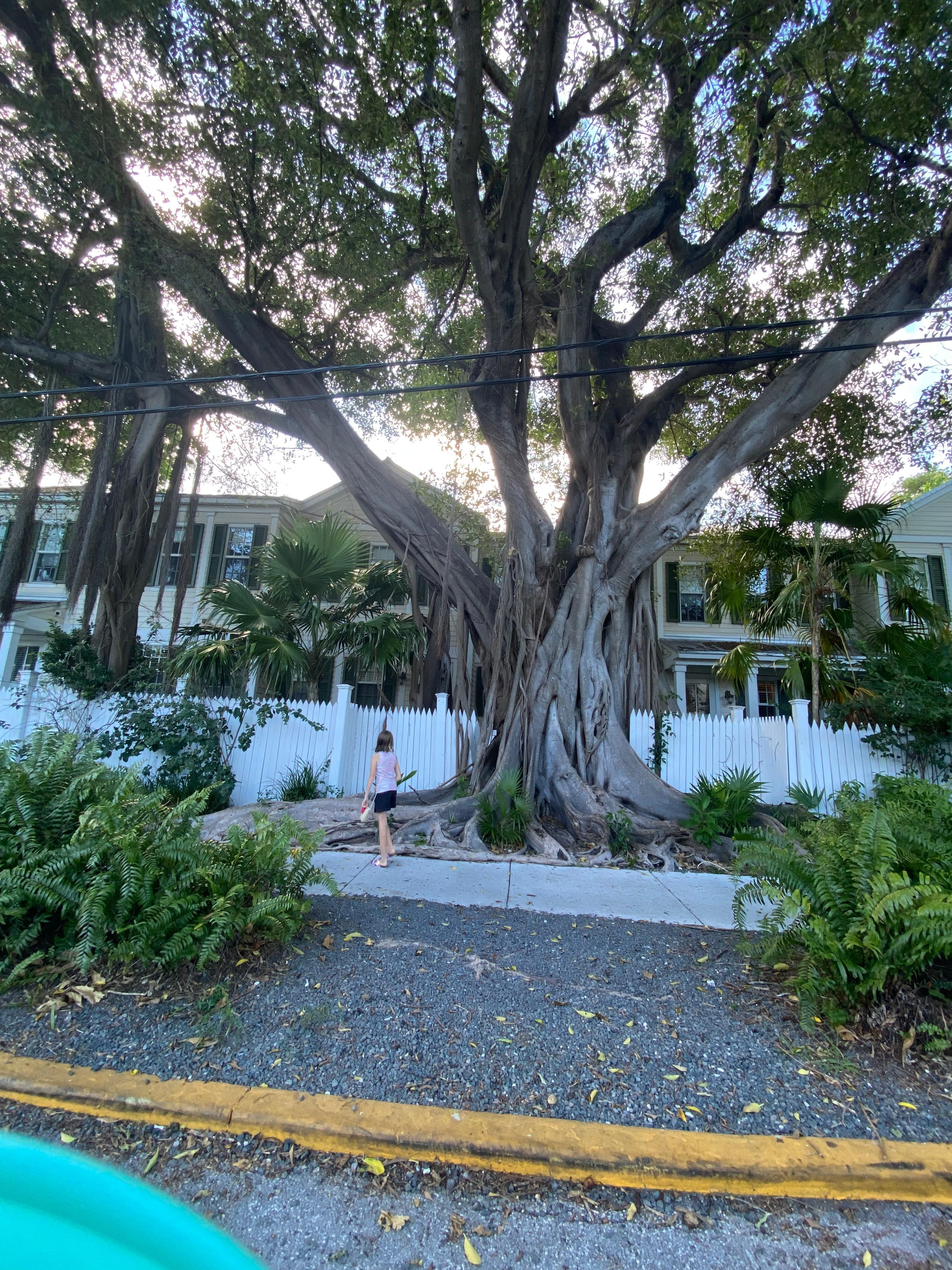 Gorgeous trees surrounding