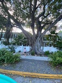 Gorgeous trees surrounding