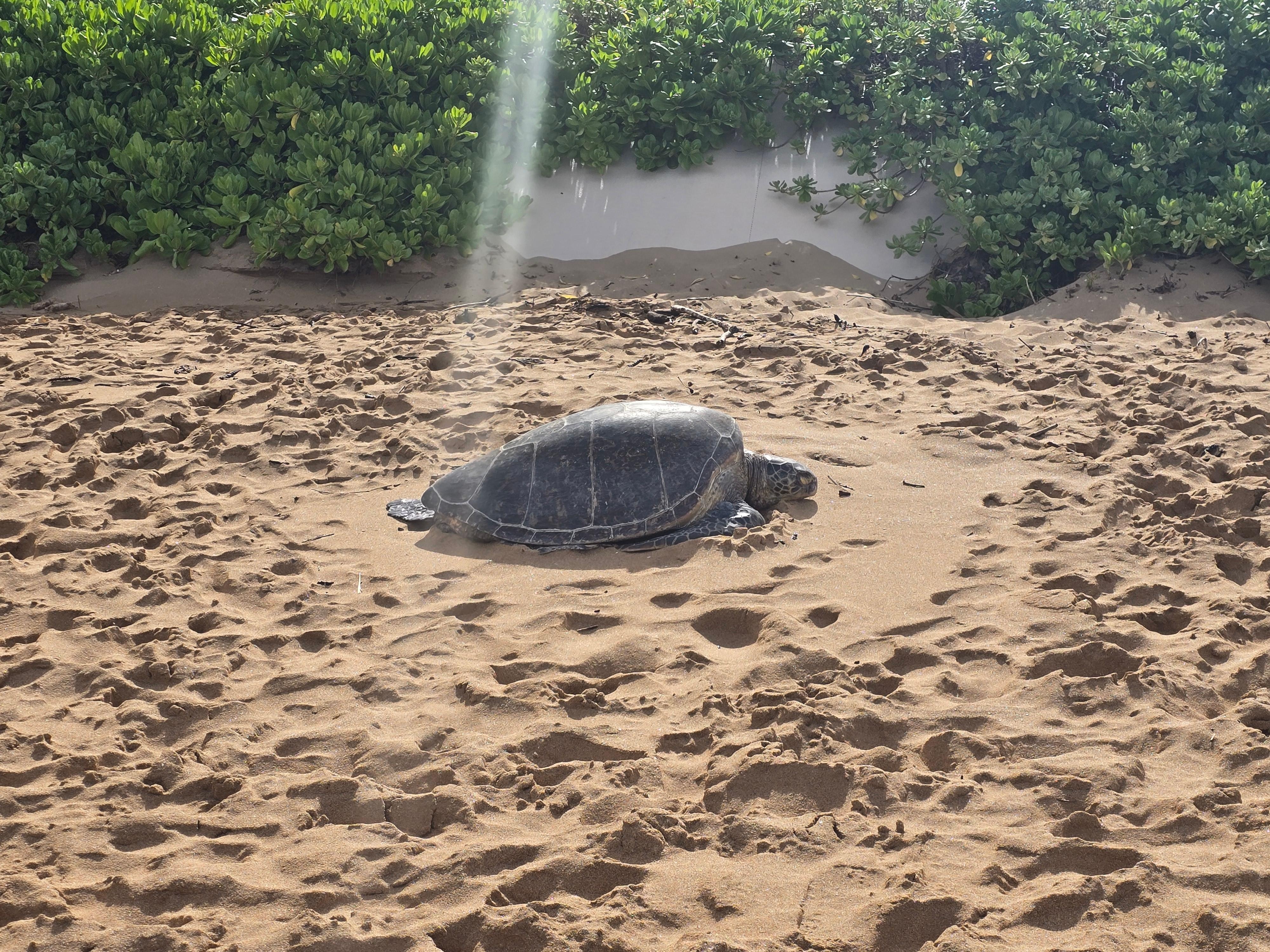 Sea turtle resting and sun bathing on the beach