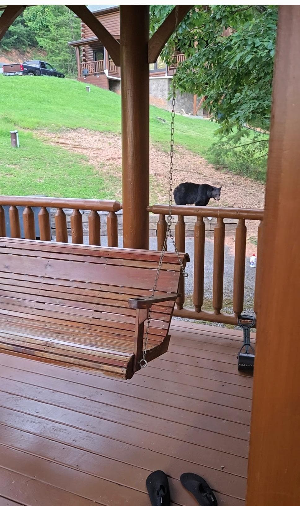 Bear outside the cabin scoping the food in the grill