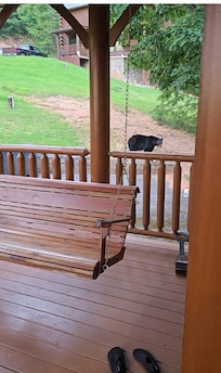 Bear outside the cabin scoping the food in the grill