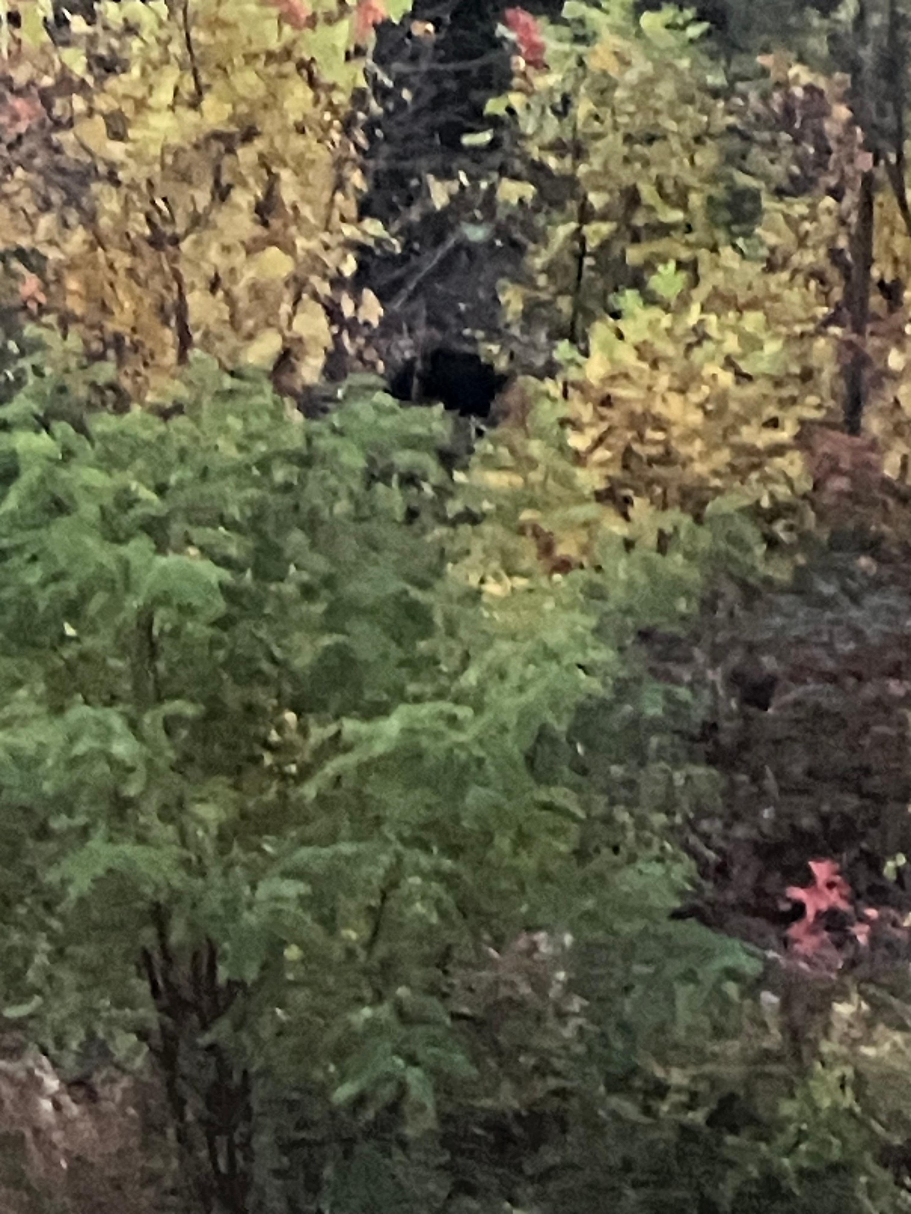 A bear walking along the outer edge of the property!