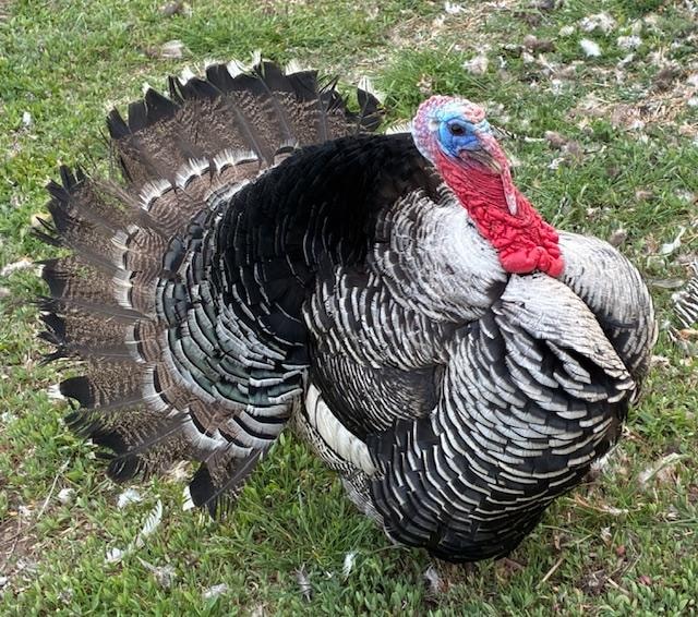 Big Tom at Nisqually national wildlife refuge