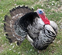 Big Tom at Nisqually national wildlife refuge