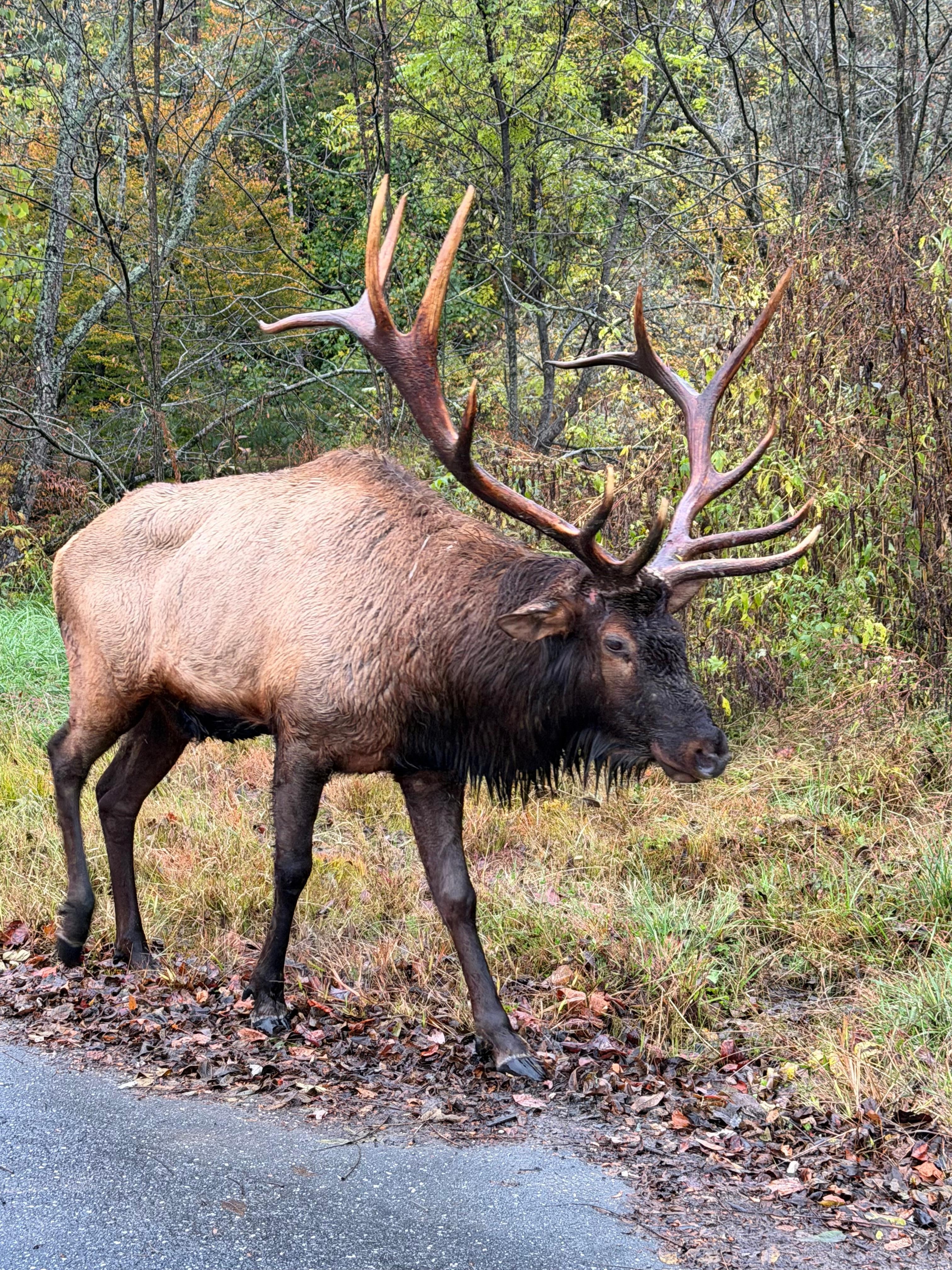 Elk we saw at Smoky Mountain National Park