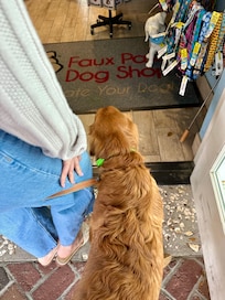 Dog Shop