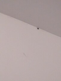 Bug on ceiling