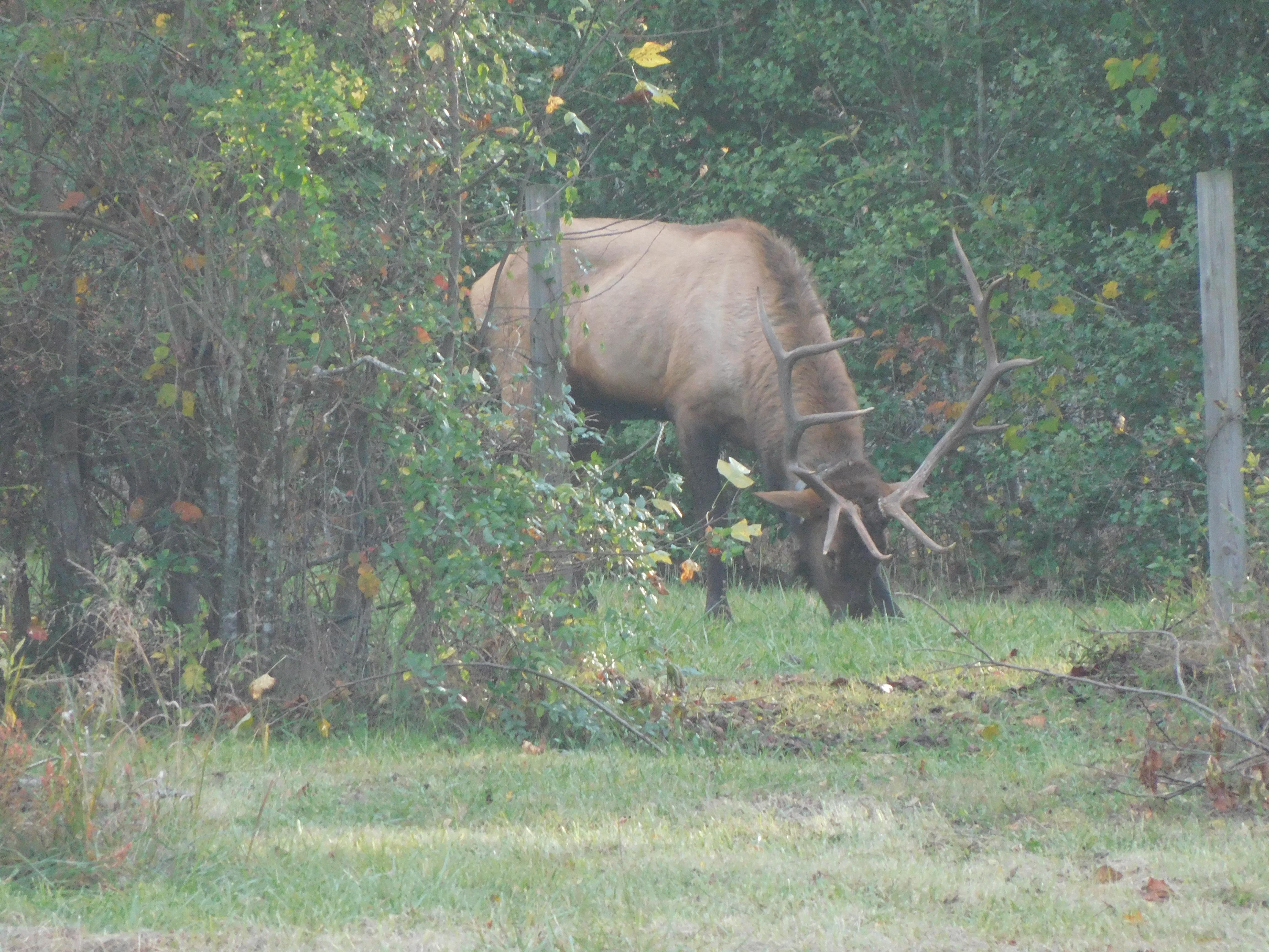 Elk wandering by!