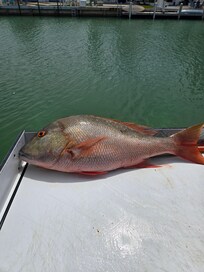 28" mutton