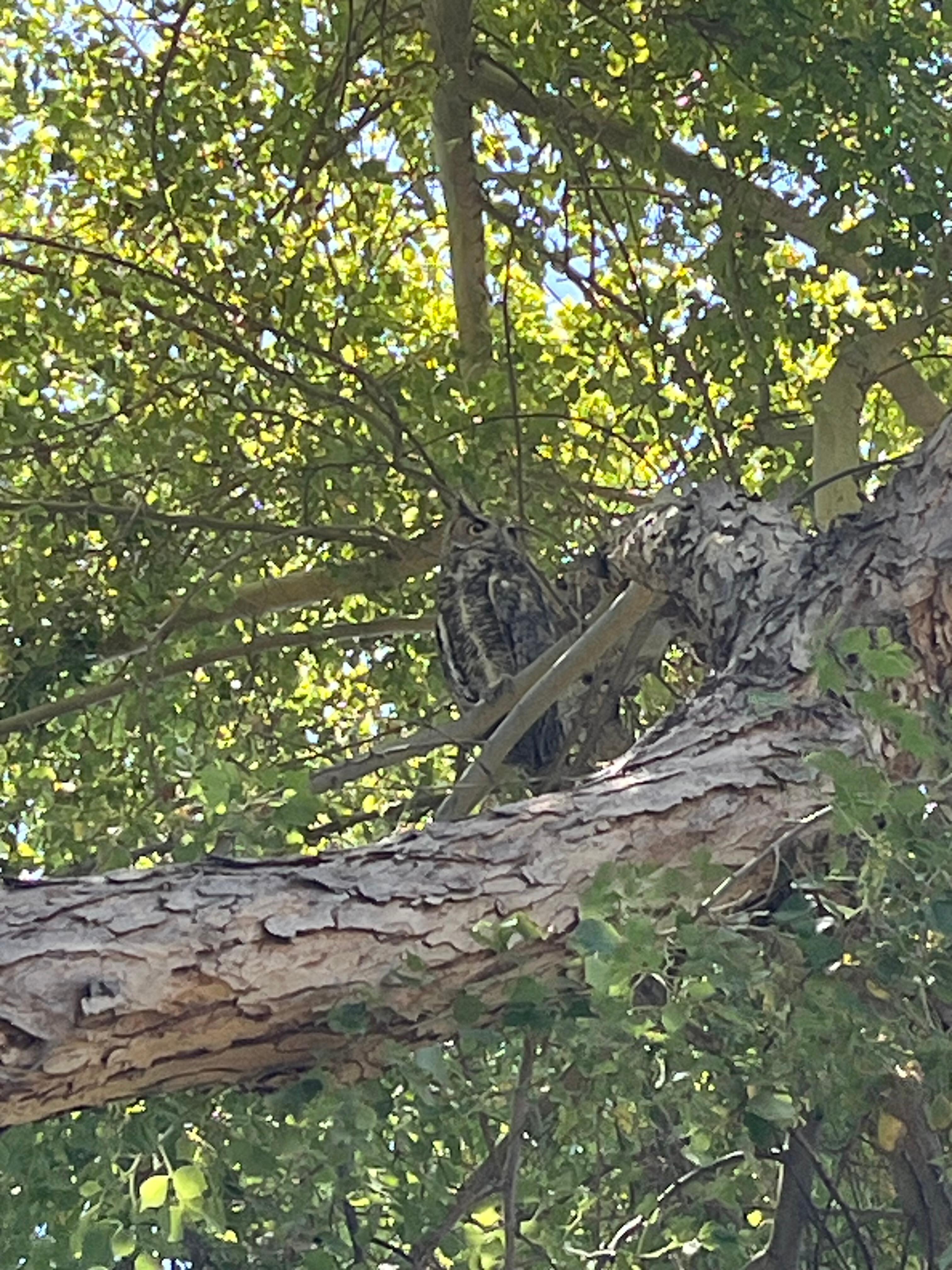Who’s there?