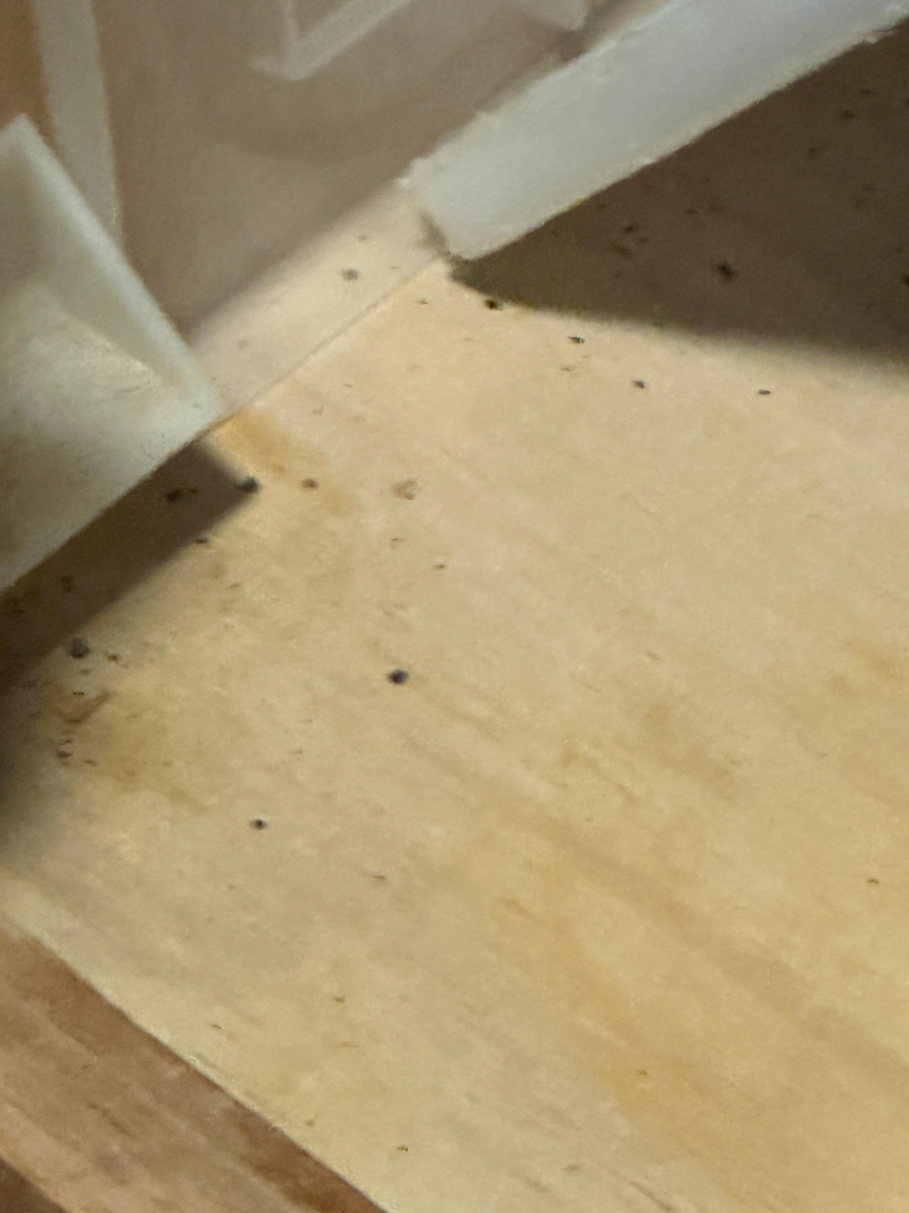 Cockroach feces in the kitchen drawers 