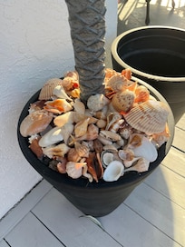 Lots of great shelling