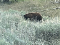 Momma bear had 2 cubs