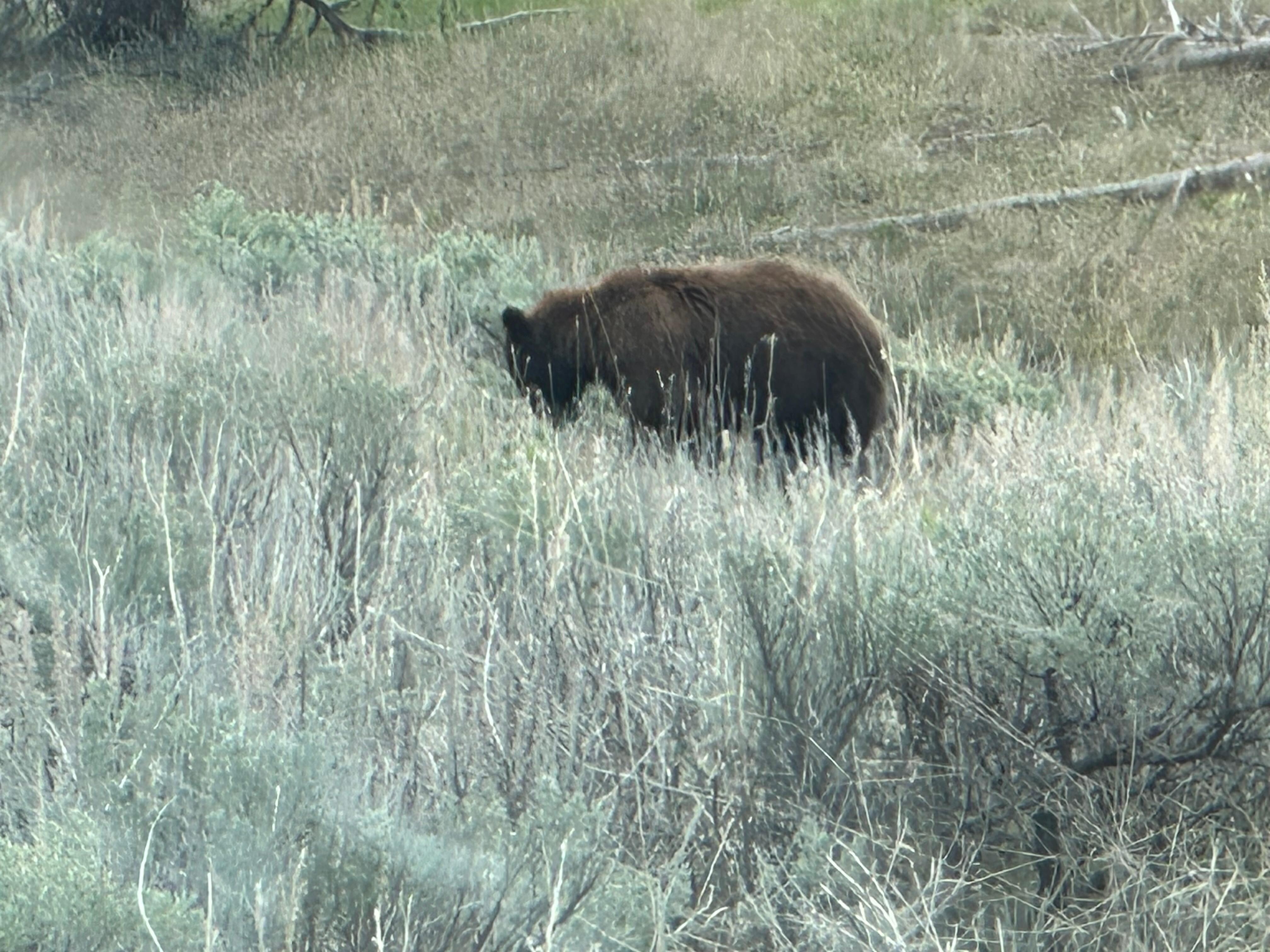 Momma bear had 2 cubs