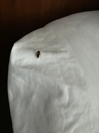 Live cockroaches on sheets