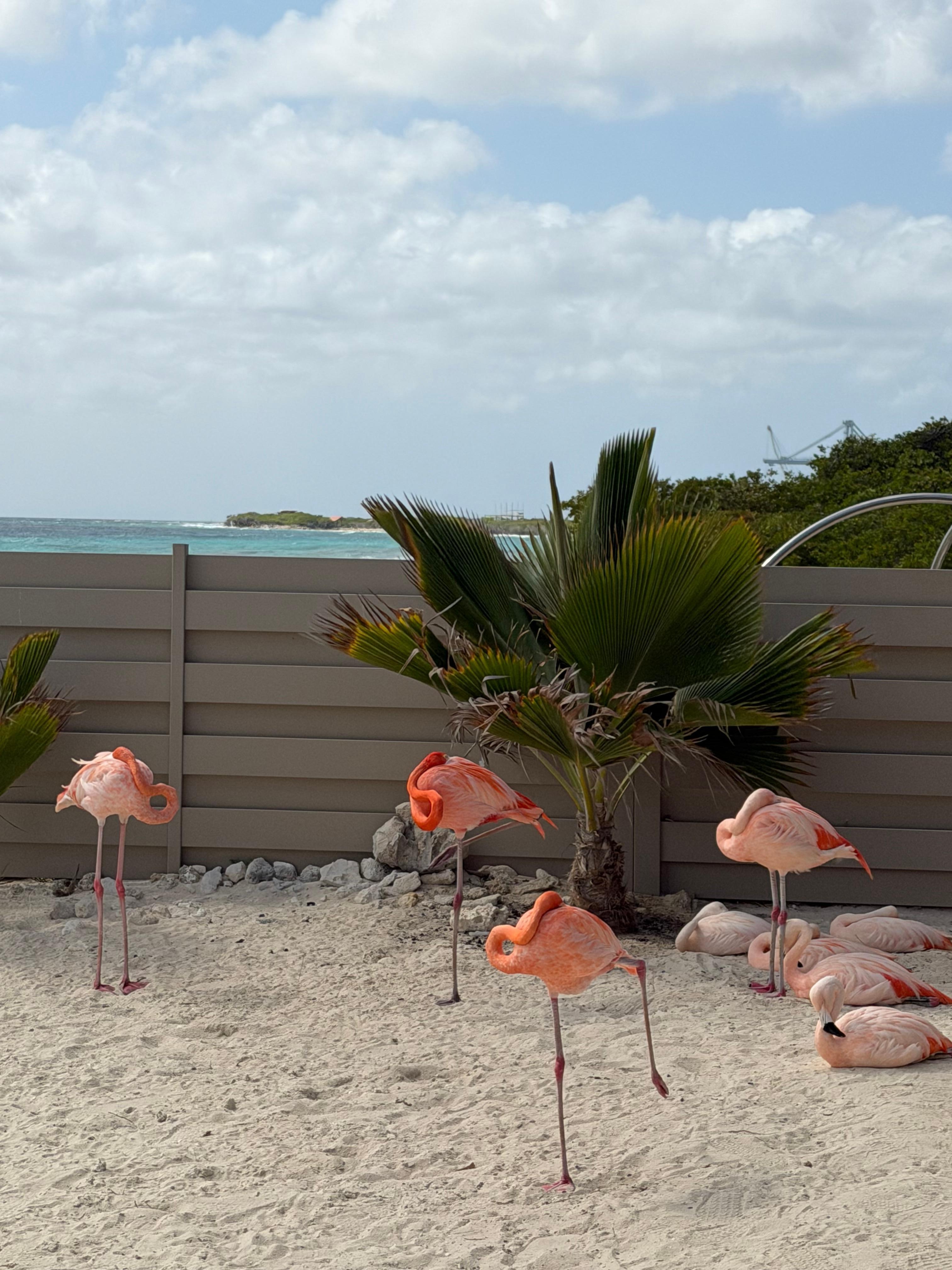 De Palma flamingos