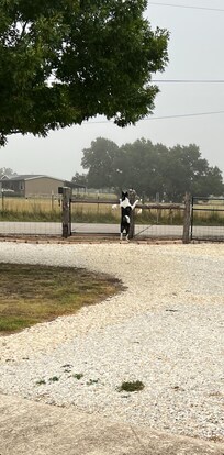 Sam wondering about the goats across the street.