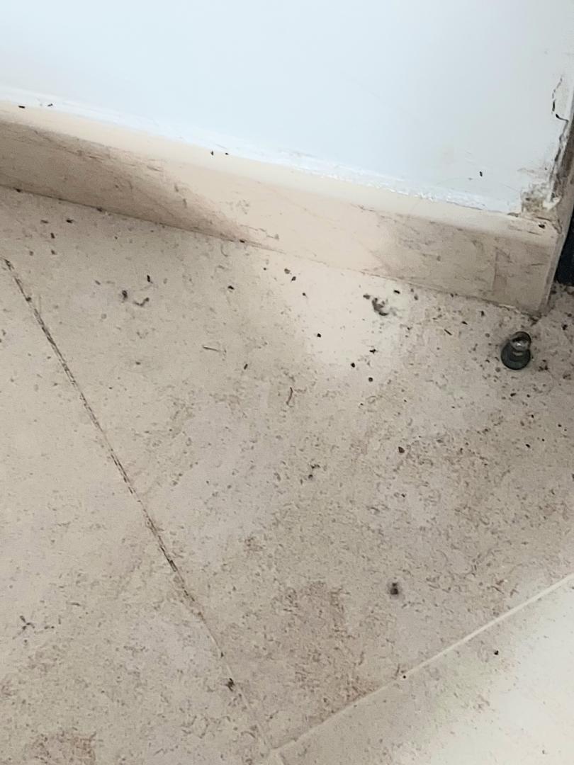 Ants