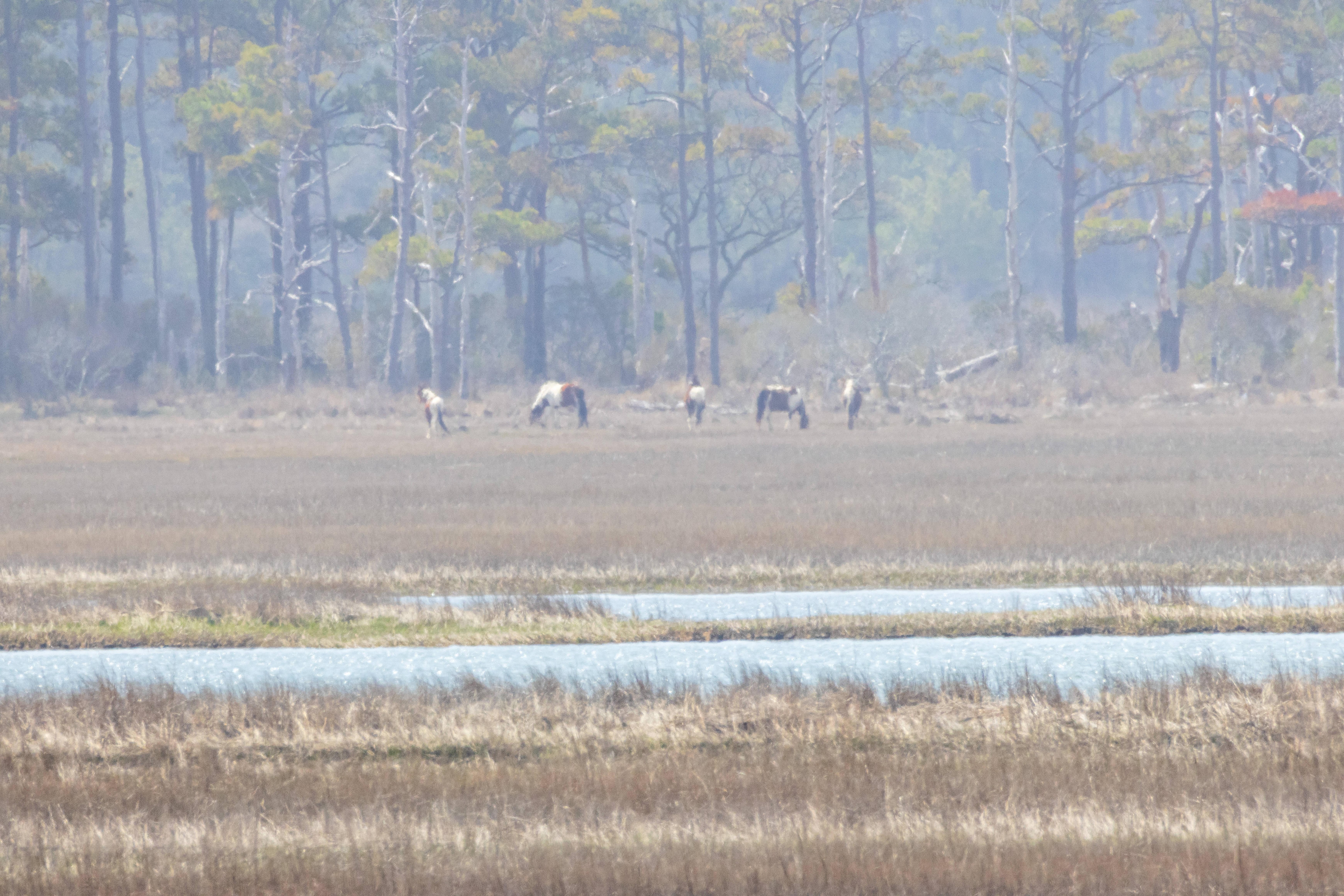 View from porch of the ponies