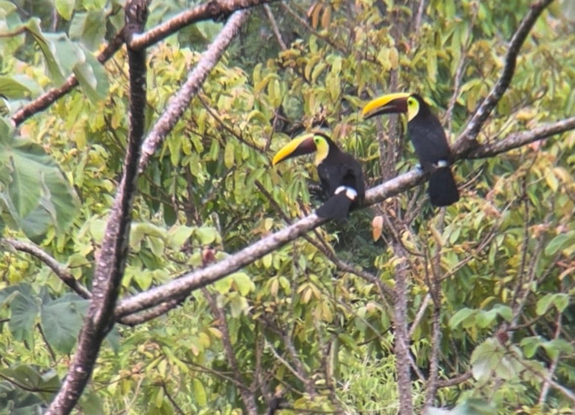 yellow throated toucans viewed from the amazing VRBO balcony