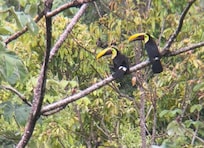 yellow throated toucans viewed from the amazing VRBO balcony