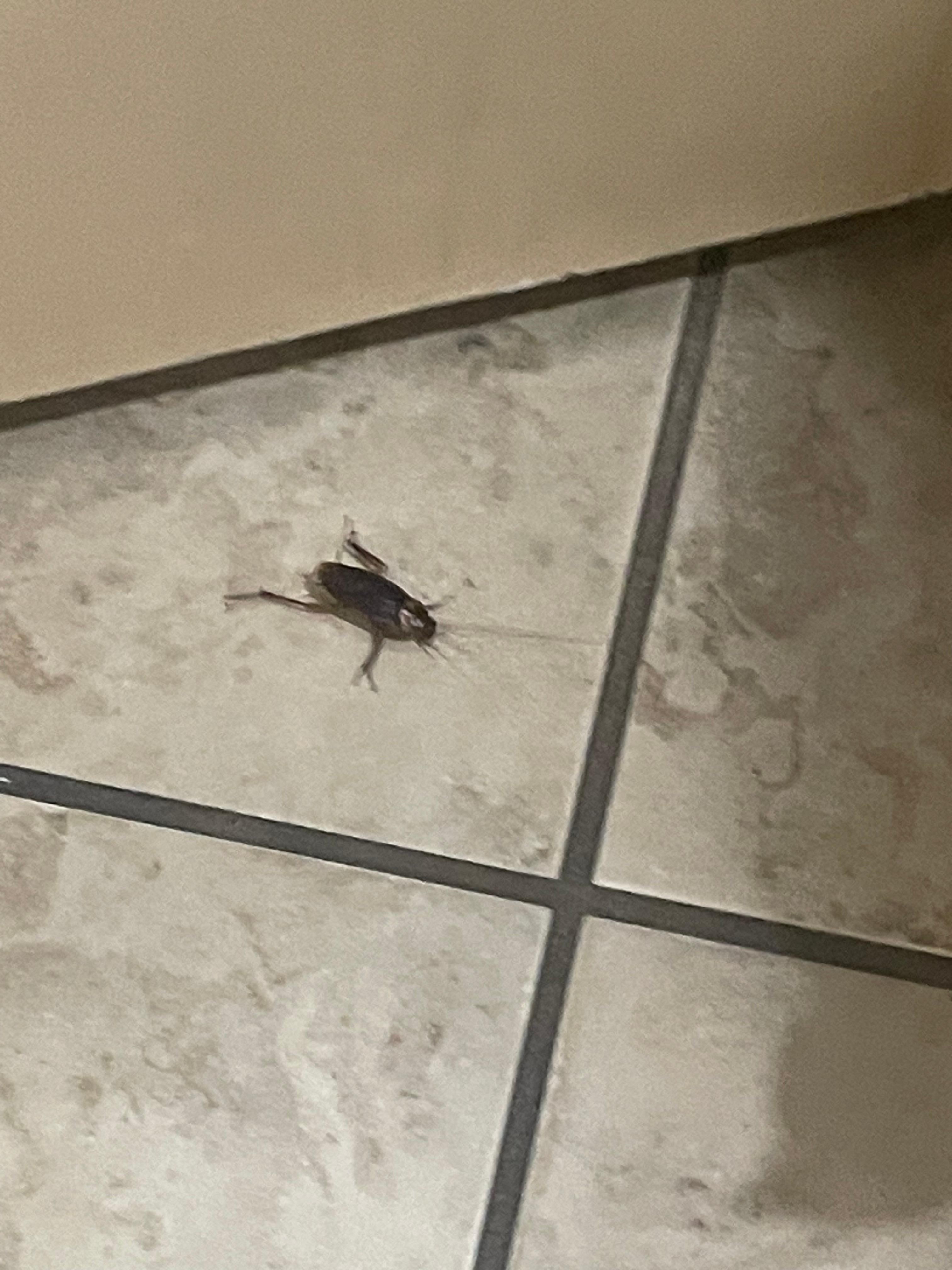 He was big and alive in the bathroom and I screamed so loud and jumped in the tub my uncle had to come get it