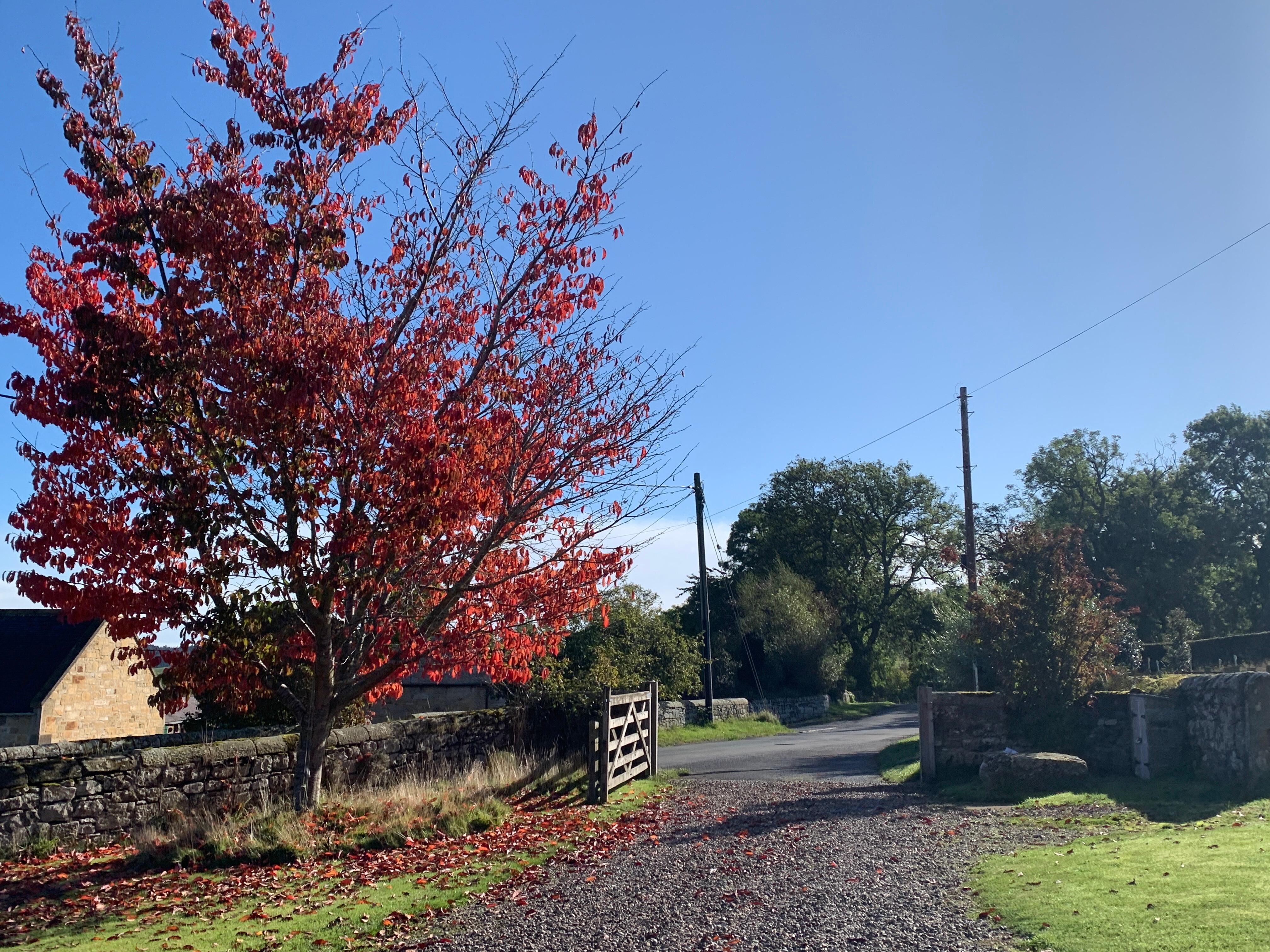 Such a beautiful front gate - almost reluctant to head out for sure-seeing and coming “home” was so welcoming and peaceful.