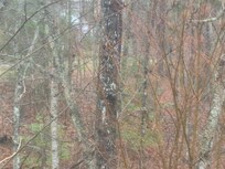 Snowing