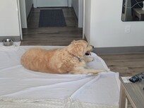 Pet friendly