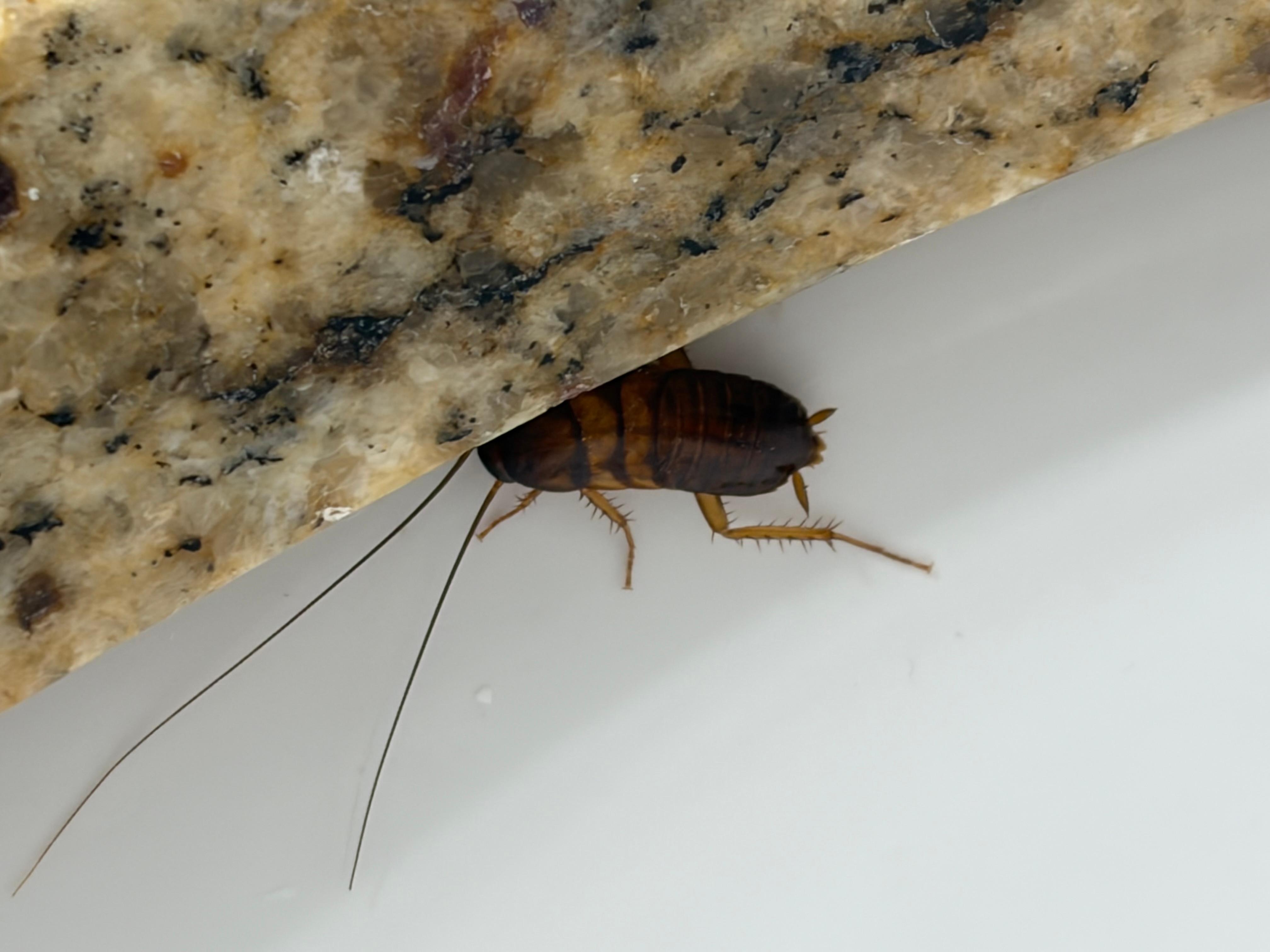 Cockroach in bathroom sink. 