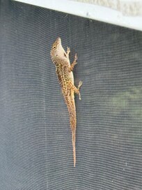 Jefferson - our friendly lizard sir the week