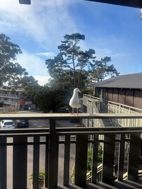 A friendly greeter on the balcony.
