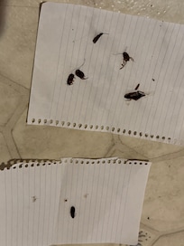 A few of the cockroaches