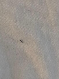 Bugs on the linen
