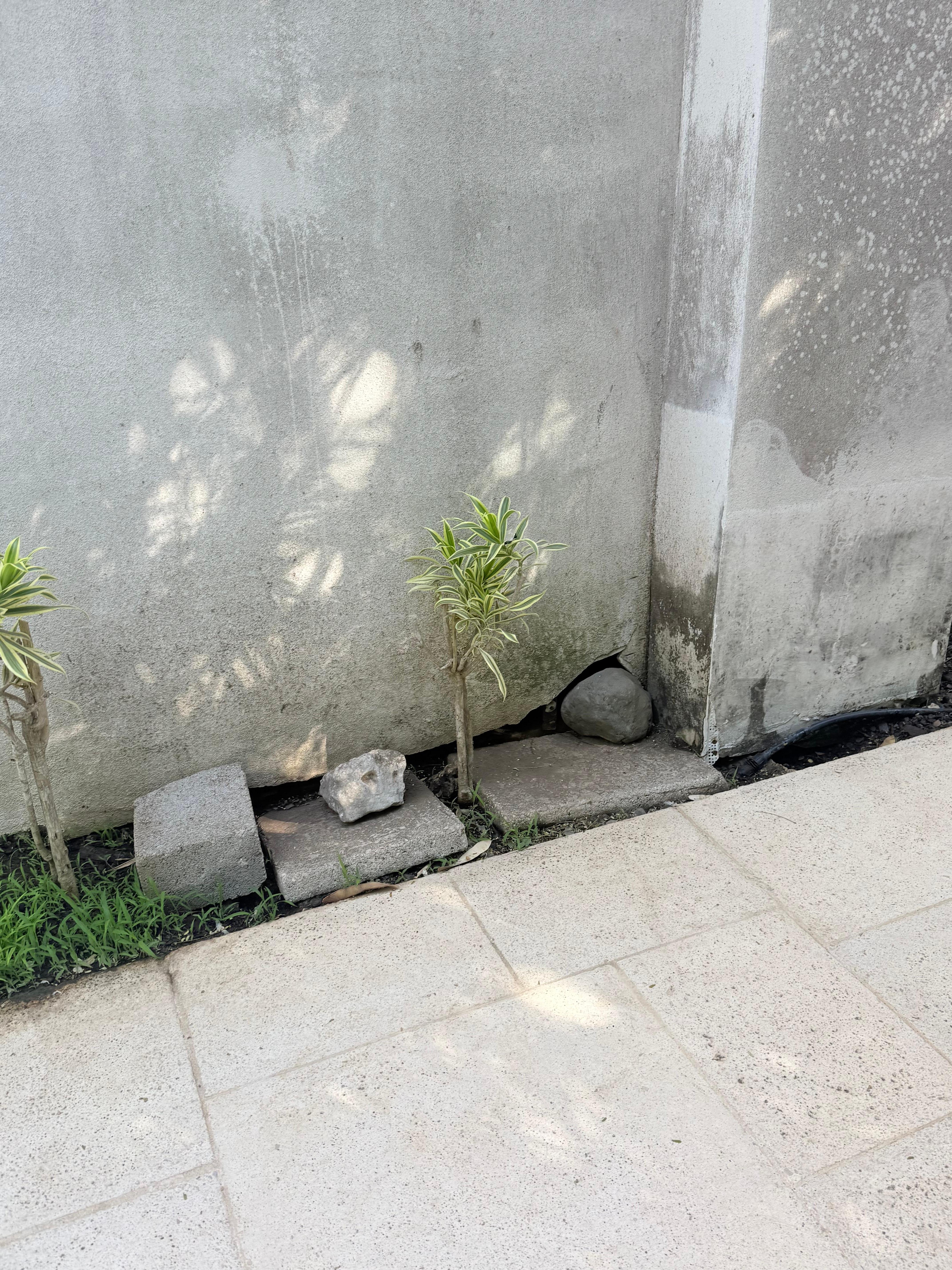 There were animals living under my room. They covered holes with rock, but it didn’t help problem.