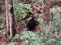 Bear climbing hill to street