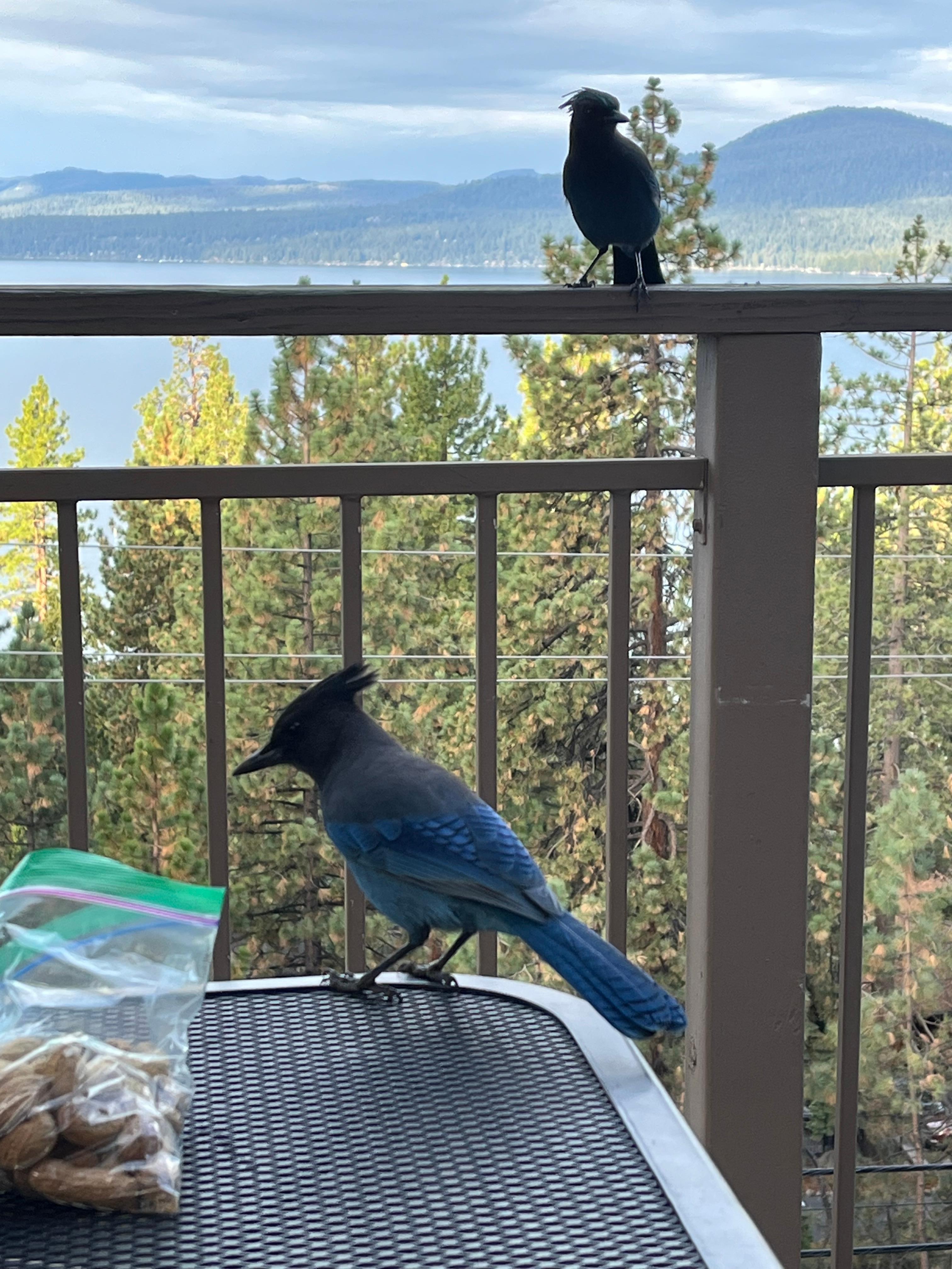 These two beauties waiting for breakfast! We are sitting right there! These birds look you in the eye and recognize faces so are not afraid.