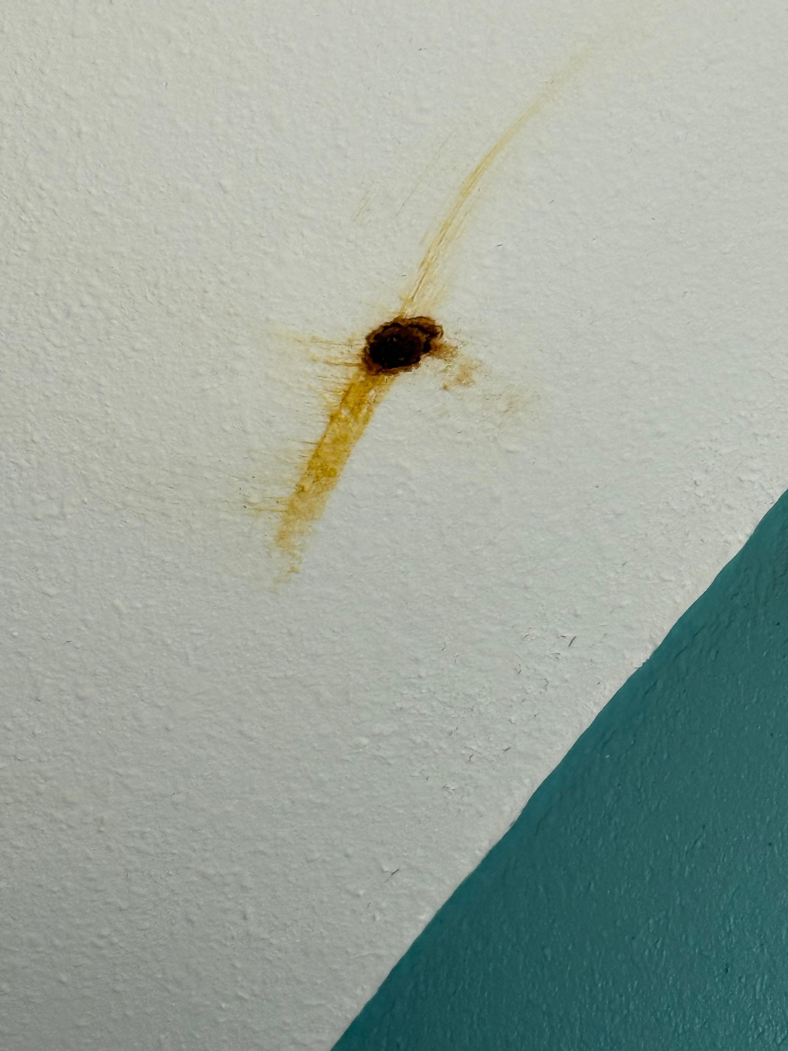 Rusty ceiling screws all over ceiling in first room 