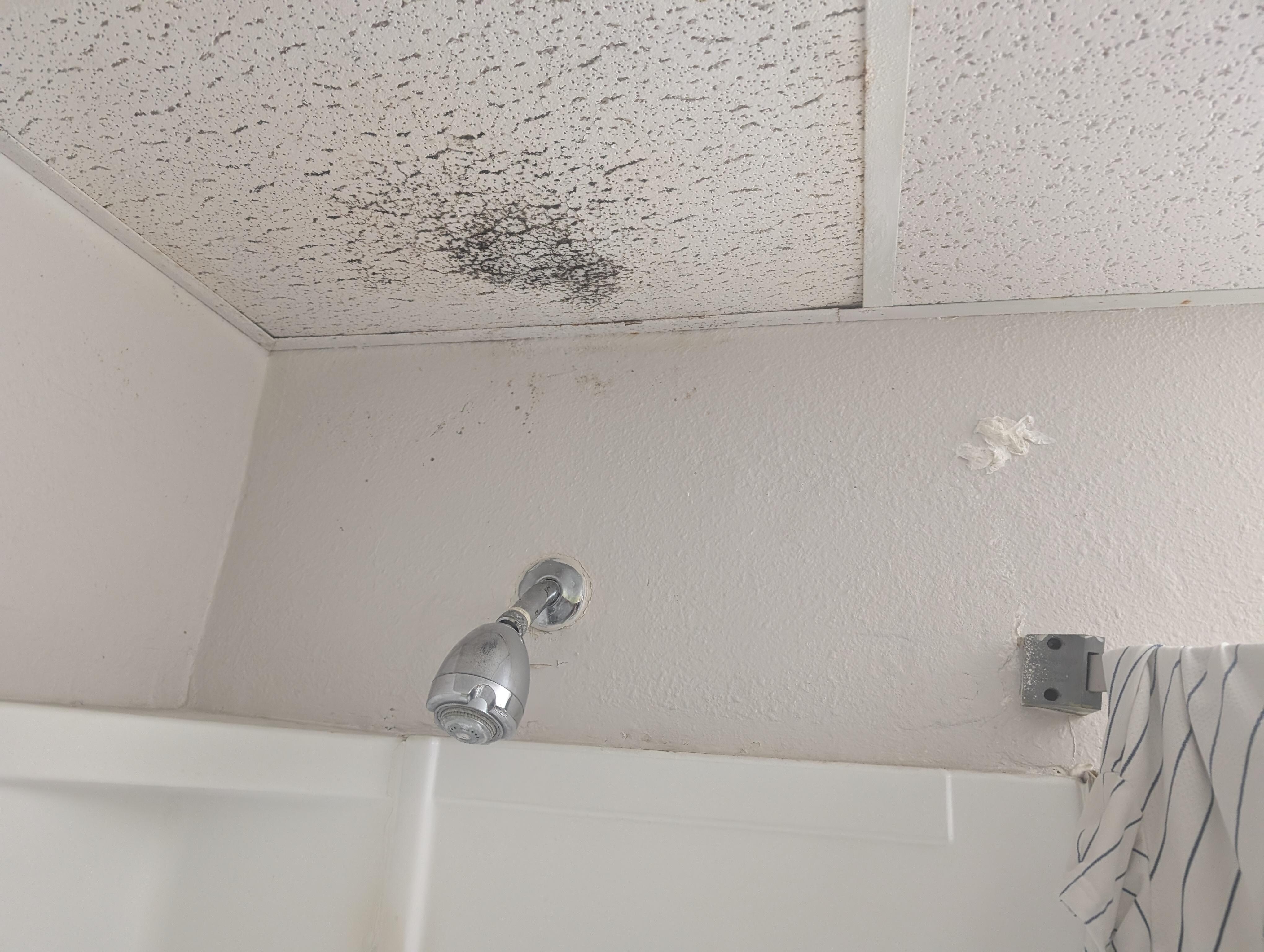 Mold and drooping ceiling right above shower head.