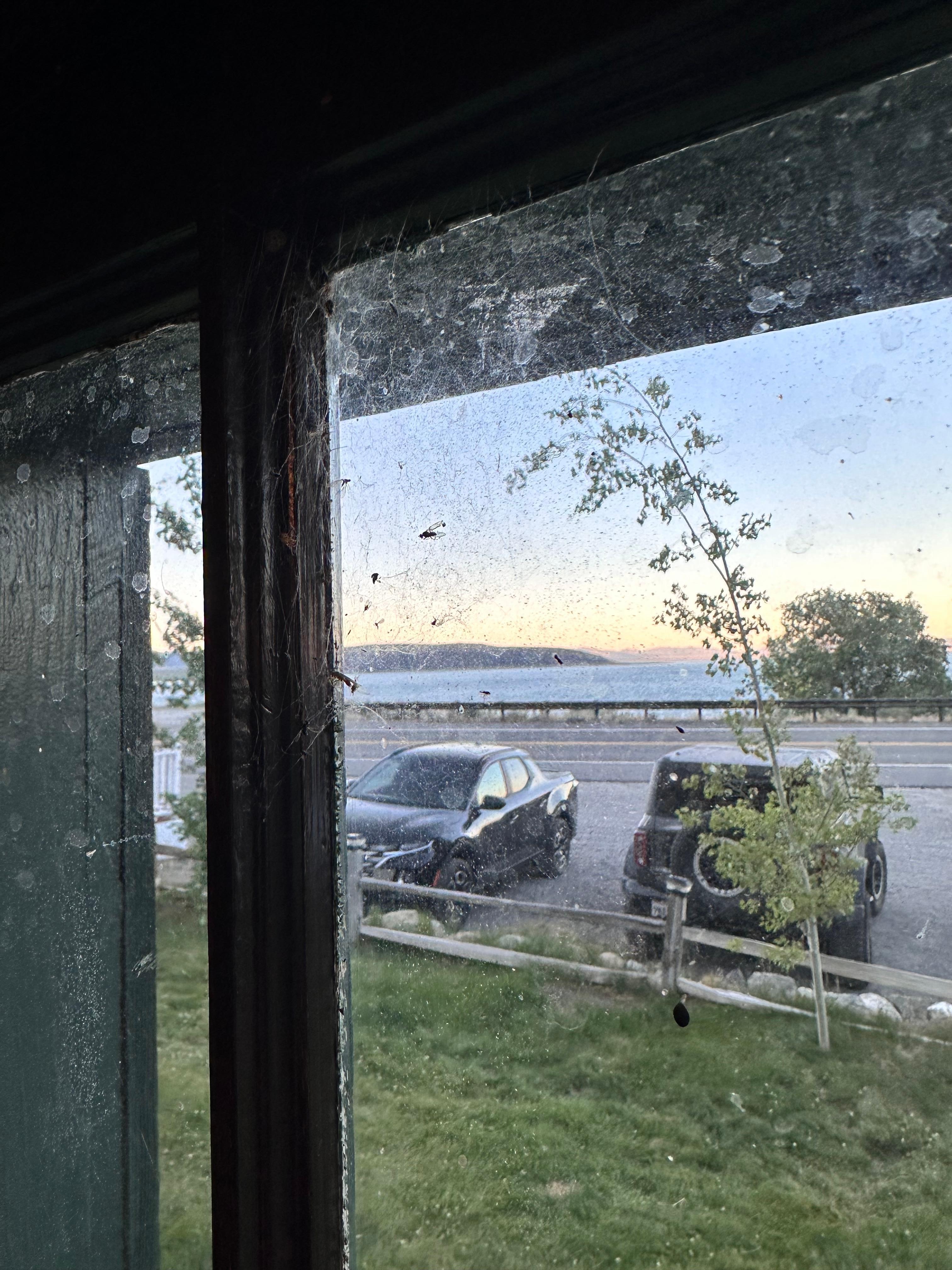 Web on the window with trapped bugs
