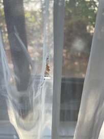torn net curtain