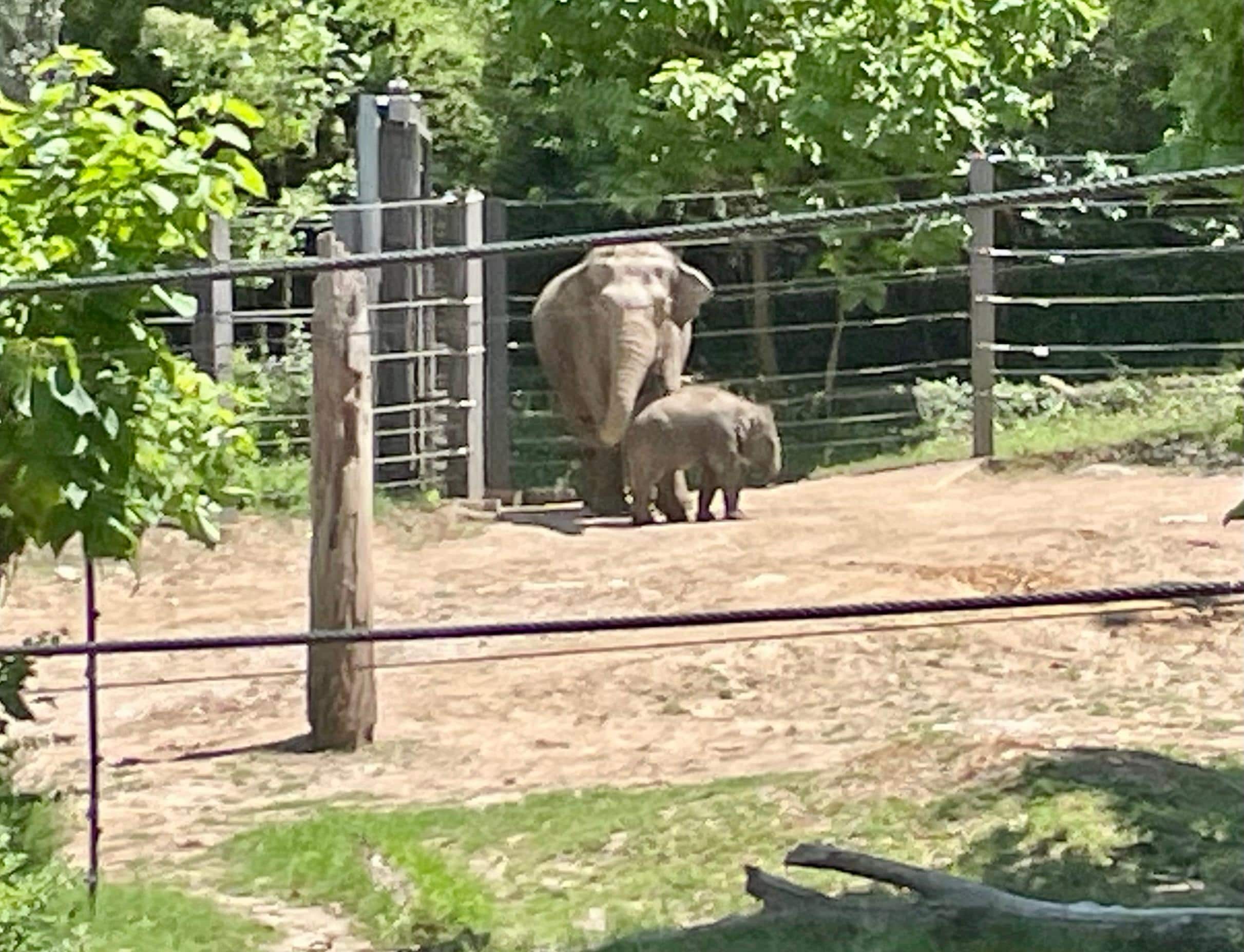 St Louis zoo