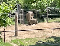 St Louis zoo
