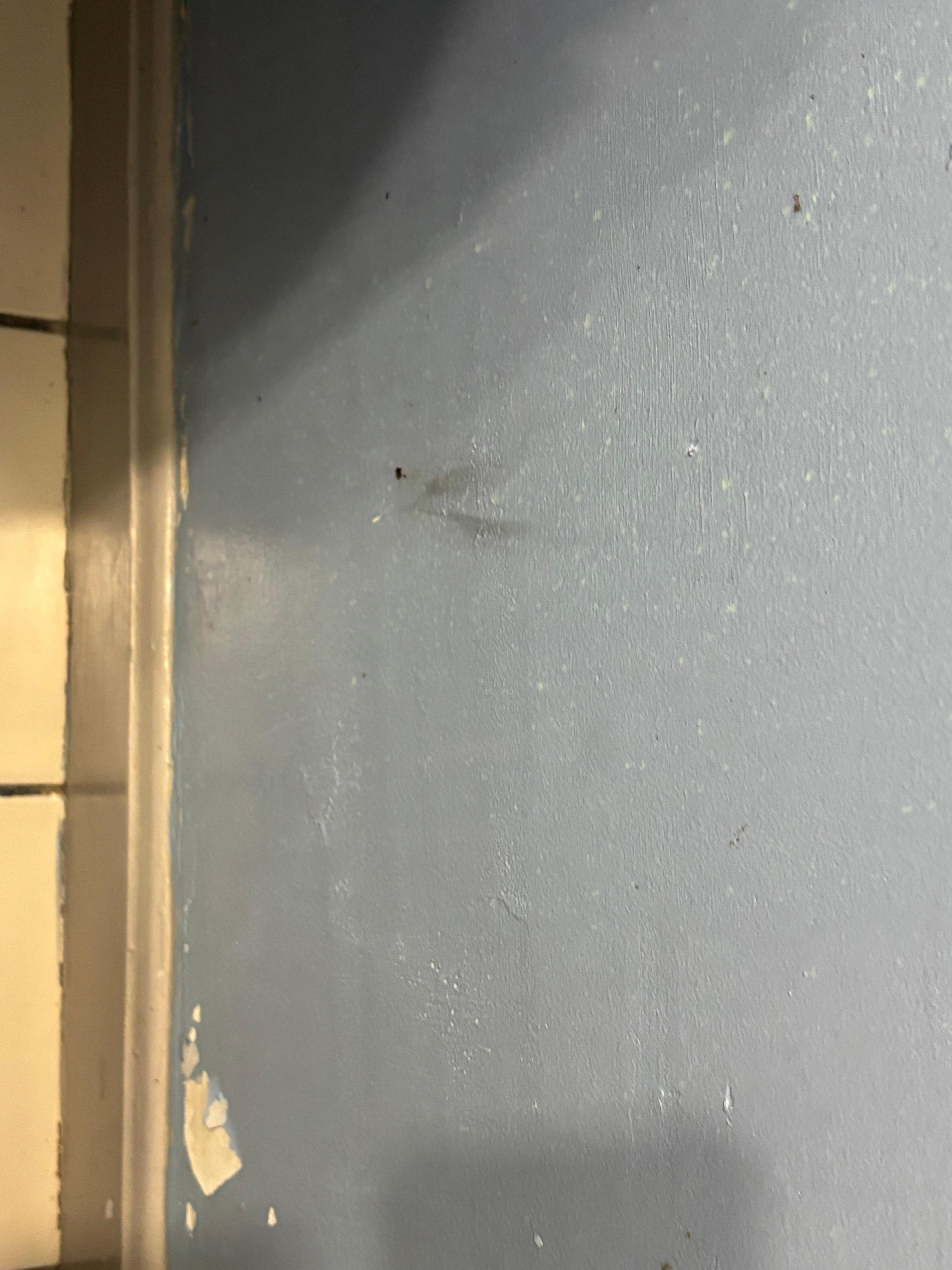 Feces on the wall in the bathroom 
