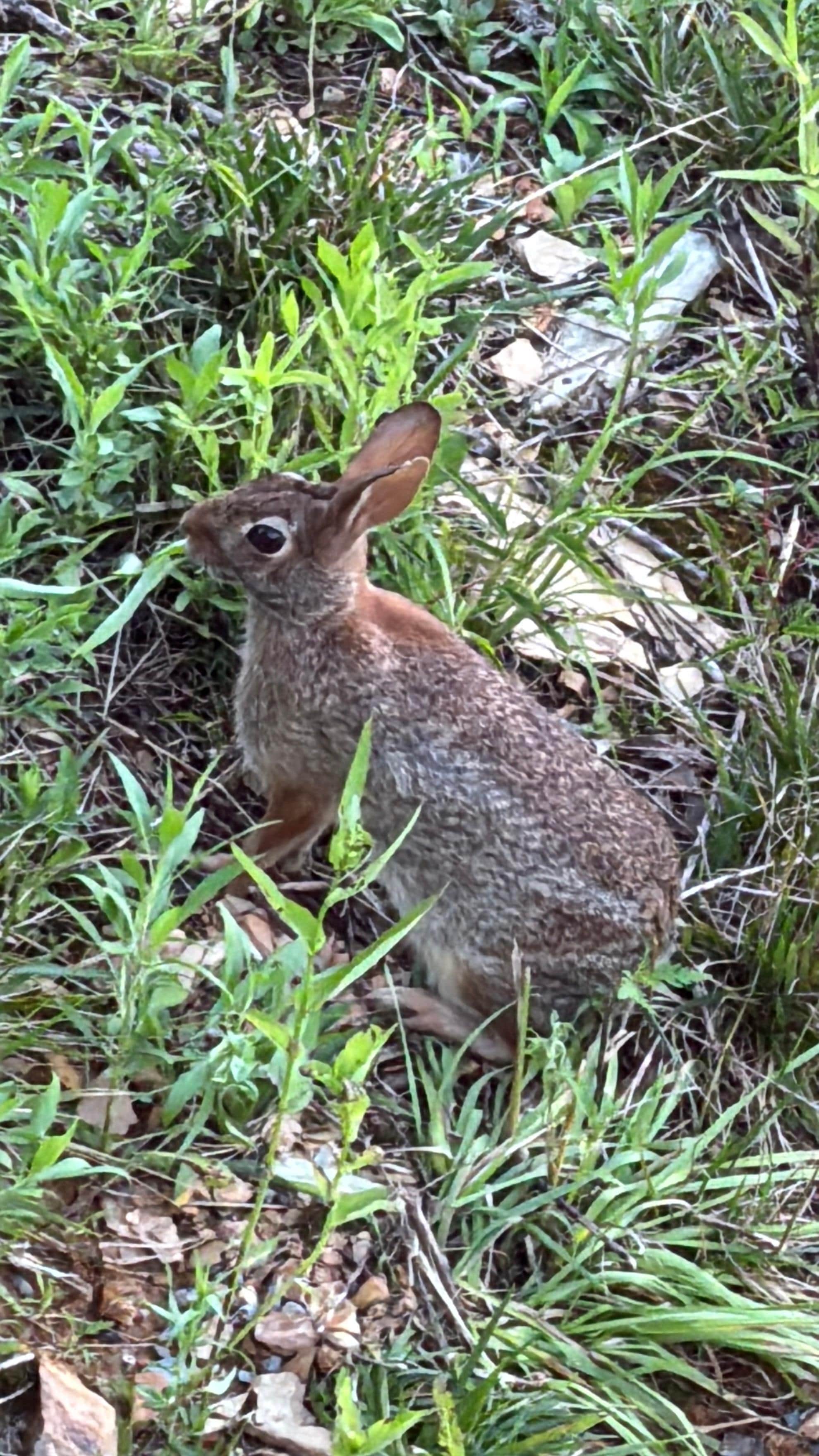 We saw a cute rabbit on the side of the cabin. 