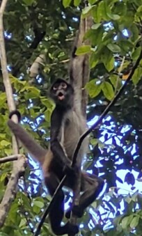 Mucho monkeys nearby at Ichkabal ruins.